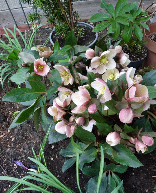  - Helleborus - Spanz