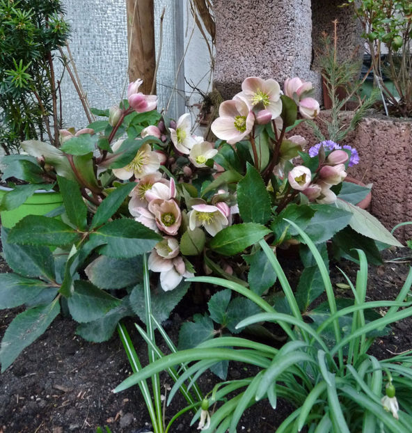  - Helleborus - Spanz