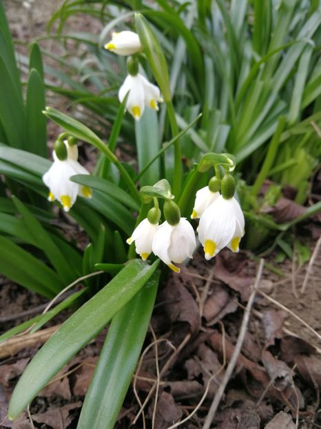  - Flori de grădină-2022