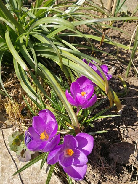  - Flori de grădină-2022