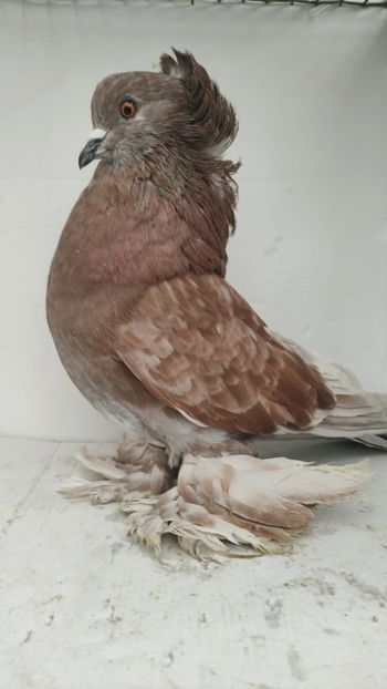 F 2021 1buc - Por uriași maghiari