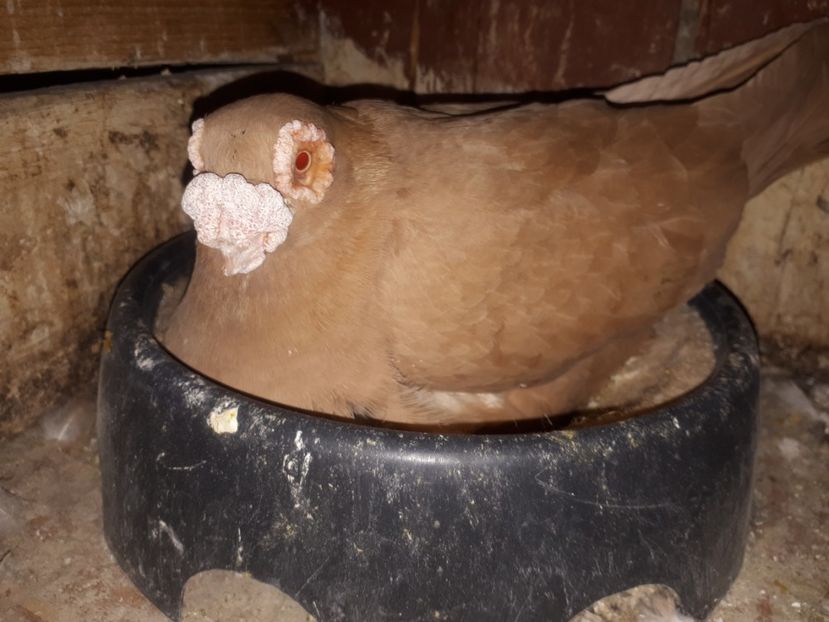  - L 2 _ carunculați 2022