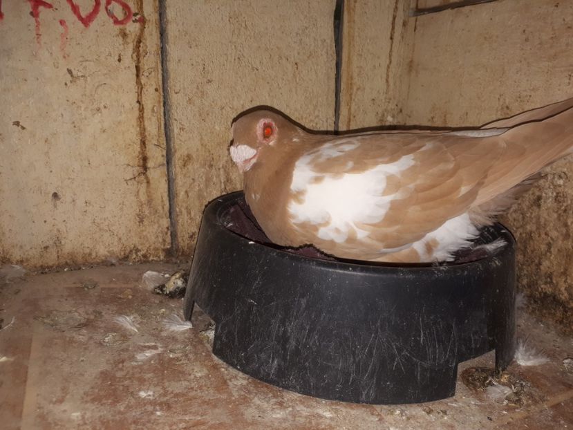  - L 2 _ carunculați 2022