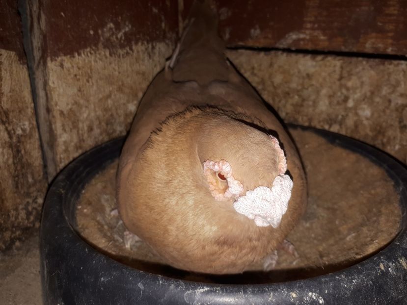 F - L 2 _ carunculați 2022