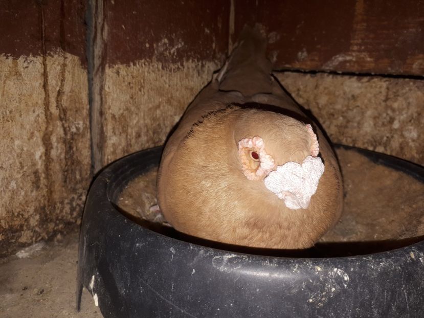  - L 2 _ carunculați 2022