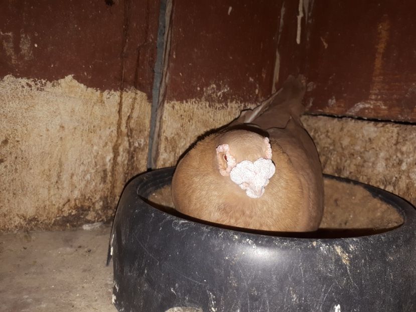  - L 2 _ carunculați 2022