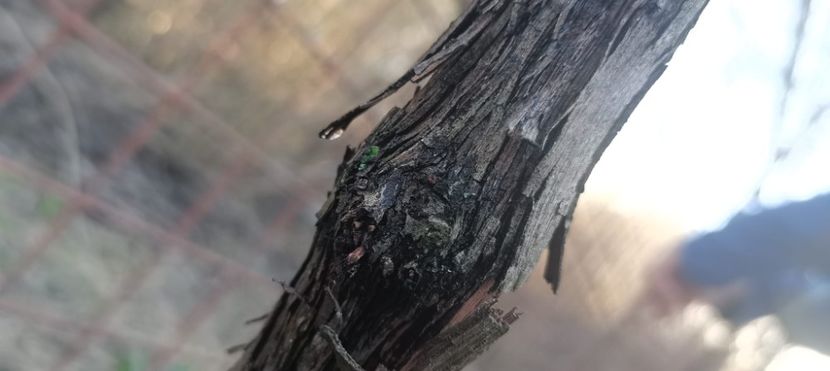 IMG-20220328-WA0036 - Sub tutela soarelui