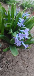 IMG-20220328-WA0035 - Sub tutela soarelui