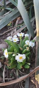 IMG-20220328-WA0033 - Sub tutela soarelui