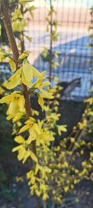 IMG-20220328-WA0030 - Sub tutela soarelui