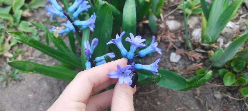 IMG-20220328-WA0028 - Sub tutela soarelui