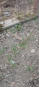 IMG-20220328-WA0021 - Sub tutela soarelui