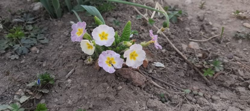 IMG-20220328-WA0018 - Sub tutela soarelui