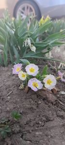 IMG-20220328-WA0020 - Sub tutela soarelui