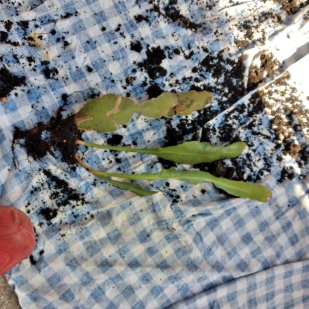 - EPYPHYLLUM OXIPETALUM