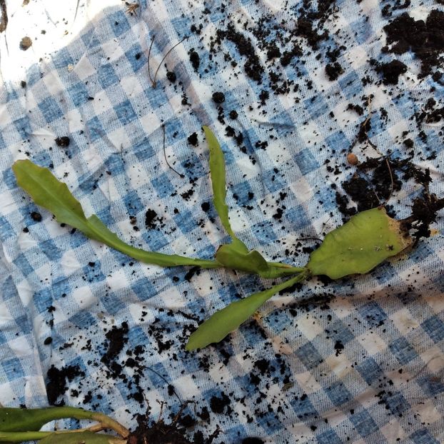  - EPYPHYLLUM OXIPETALUM