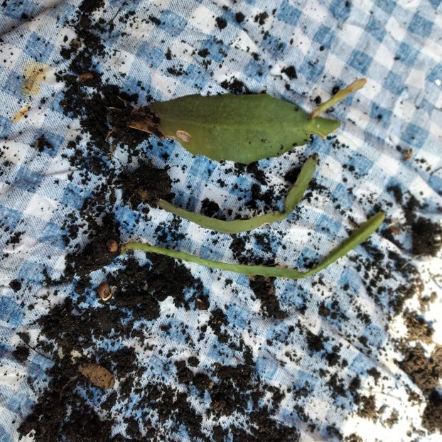  - EPYPHYLLUM OXIPETALUM