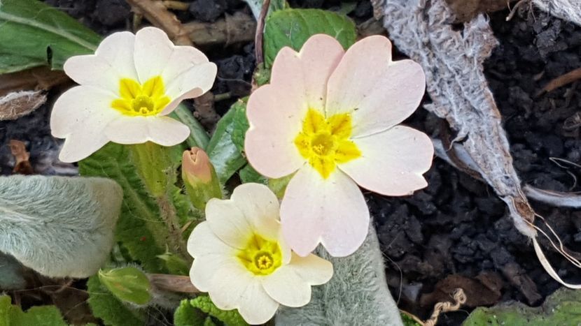 Primula de padure - Martie 2022