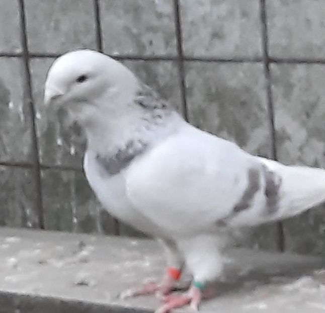  - MASCULI MATCĂ 2022