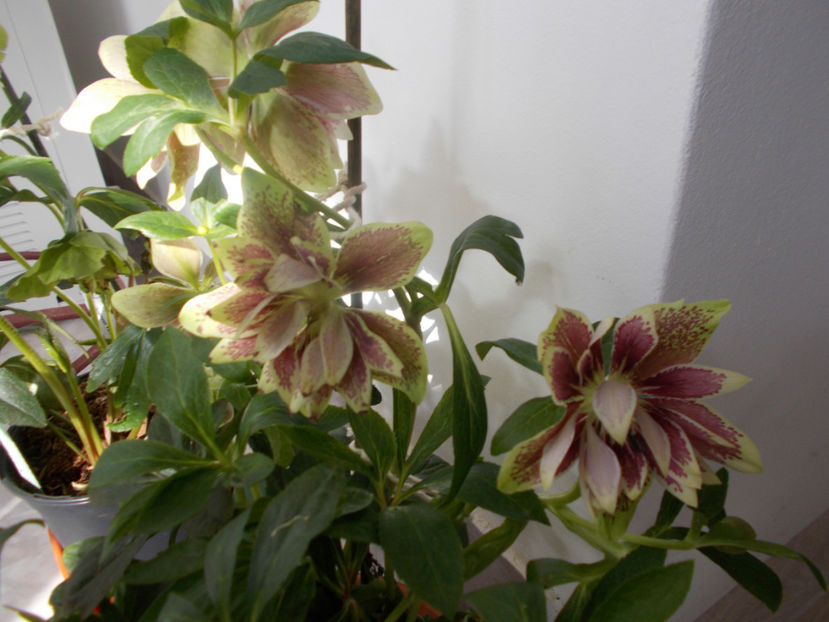  - HELLEBORUS 2020-2021-2022