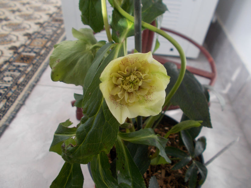 anemoon yellow spotted - HELLEBORUS 2020-2021-2022