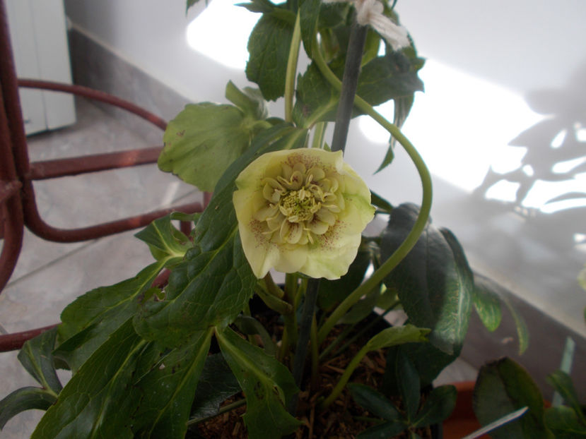  - HELLEBORUS 2020-2021-2022