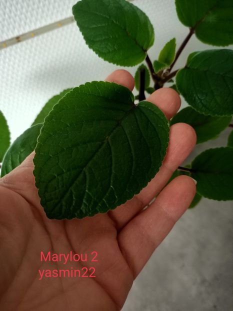 Am crezut că e micuță! - Mulțumesc frumos Marylou