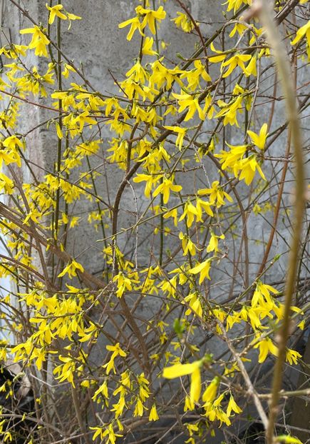 77F639D1-22F0-42AD-97B2-F15F21A534B0 - Arbuști 2021-2023