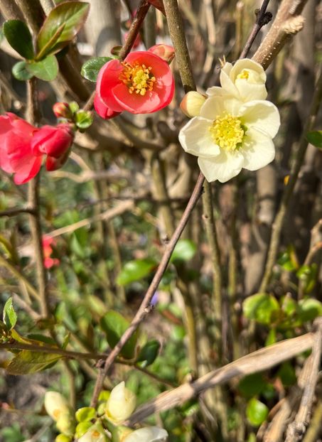 F69D304B-4616-4A57-8189-EDDFDAE5DB1E - Arbuști 2021-2023