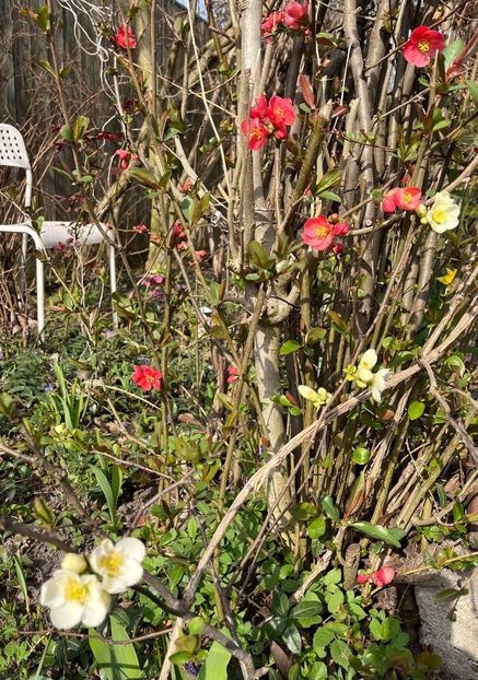 629DBA93-60ED-4AE2-89D7-312B362BD534 - Arbuști 2021-2023