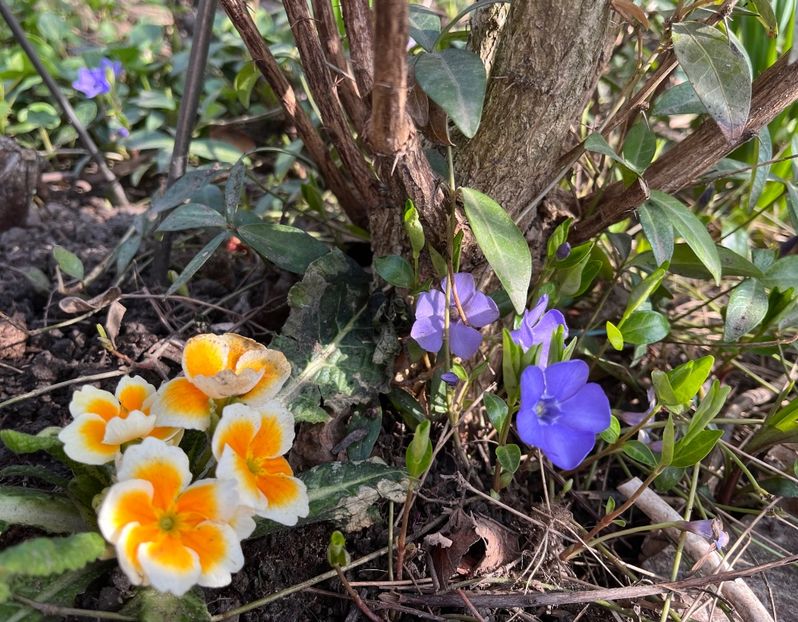 FA97464E-83FD-41A3-8D33-5CE213D9E353 - Primule 21 22 23 24