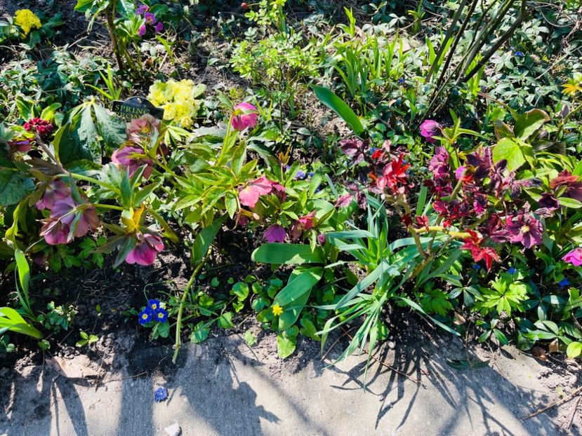 51BE7DB4-FD08-42C8-8525-EBA7F777333C - Primule 21 22 23 24