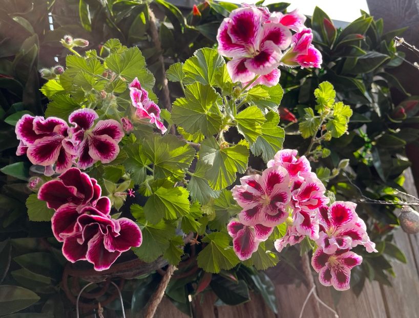 64E2A5D0-9A5A-497E-B732-705F77CF3887 - Muscate 2021 22