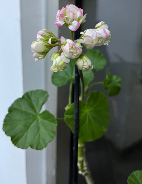 8B6CD23F-503F-46C3-8B73-C3BA9CCB8DDB - Muscate 2021 22