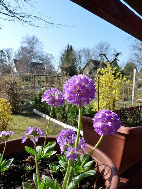  - 2022 - 01 - Primavara