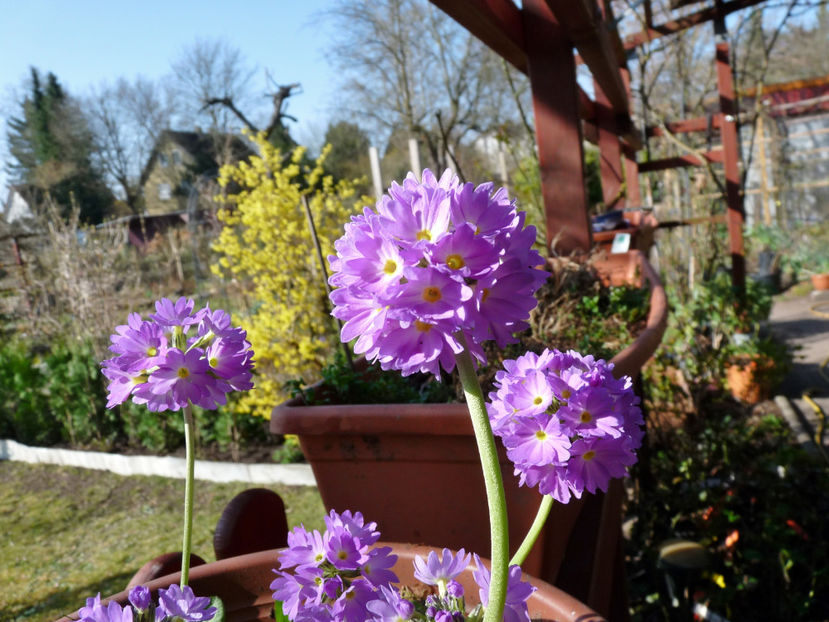  - 2022 - 01 - Primavara