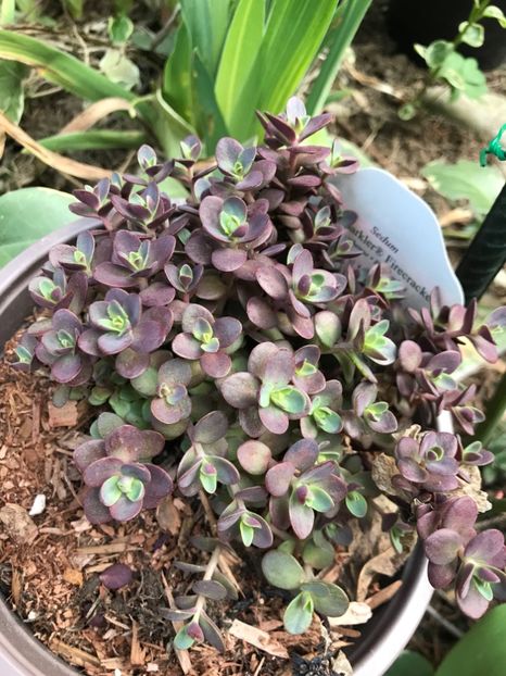 Sedum Sunsparkler Fireworks - Suculente