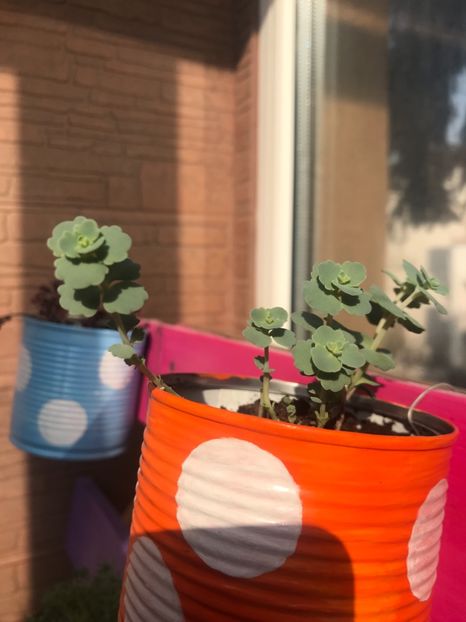 Sedum Sieboldii - Suculente