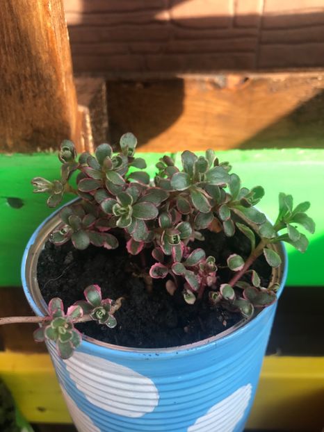 Sedum Tricolor - Suculente