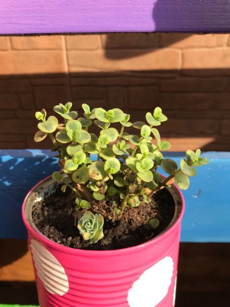 Sedum Lime Twister - Suculente