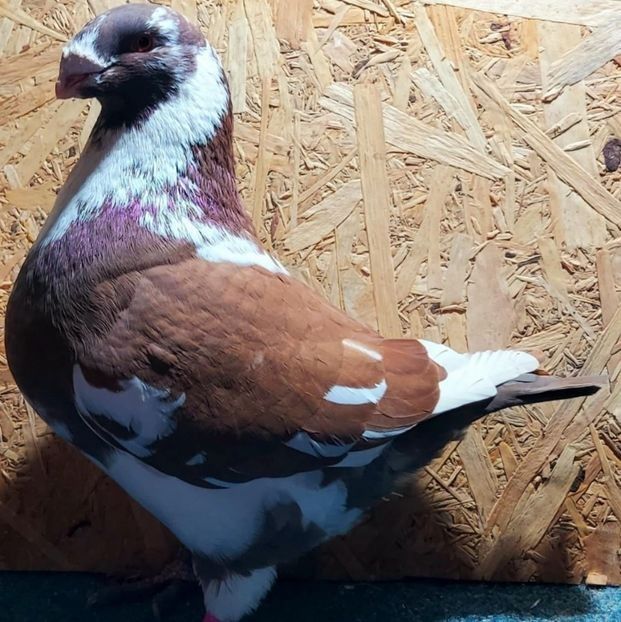  - 3---AGH DAȚI 2019 - 2025