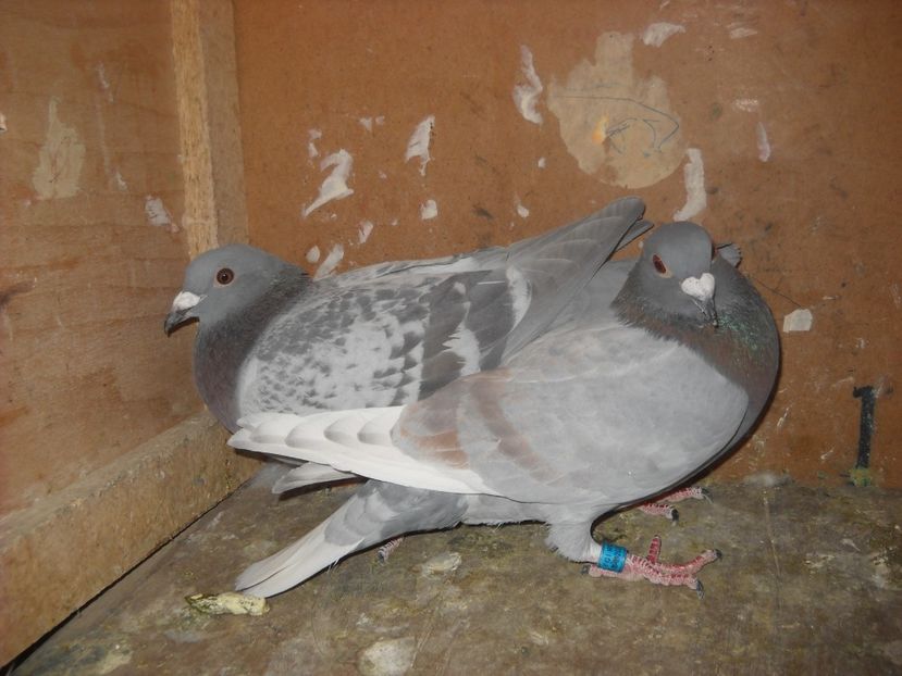  - UNDEVA IN SUCEAVA arhiva