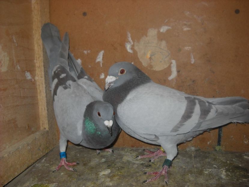  - UNDEVA IN SUCEAVA arhiva