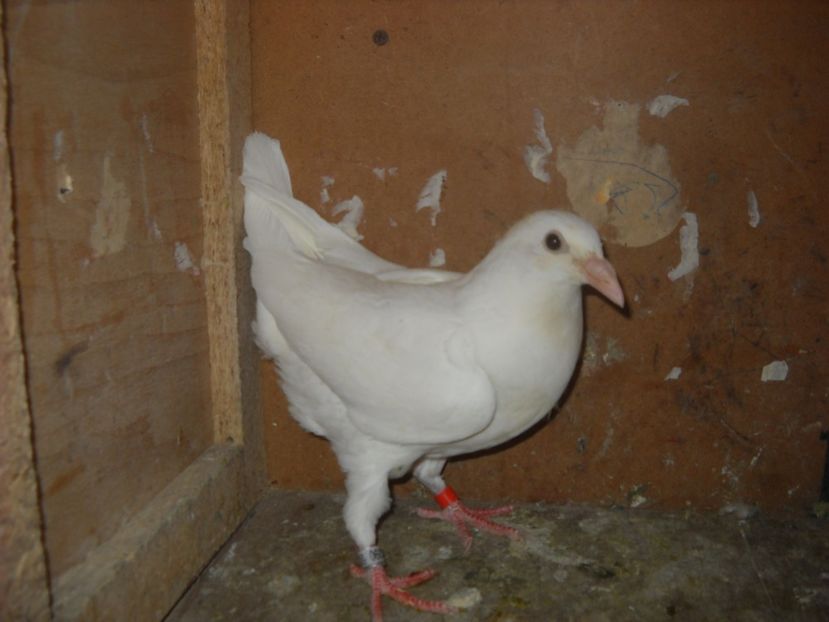  - PORUMBEI VANDUTI 2