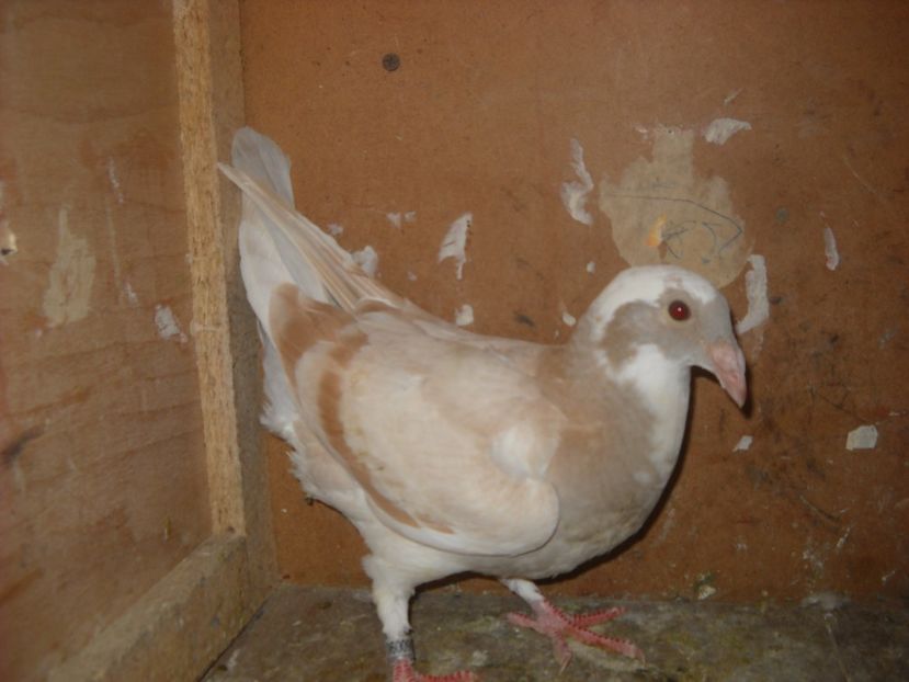  - PORUMBEI VANDUTI 2