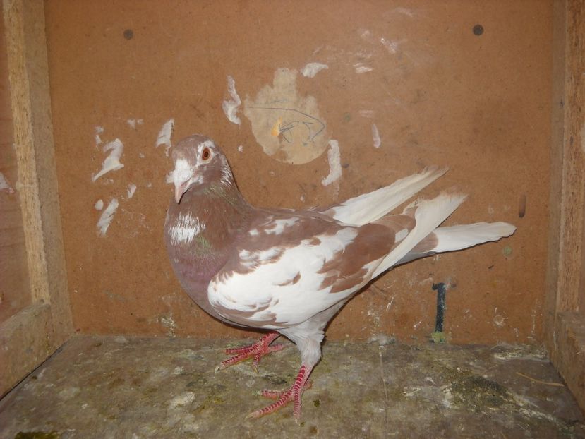  - PORUMBEI VANDUTI 2