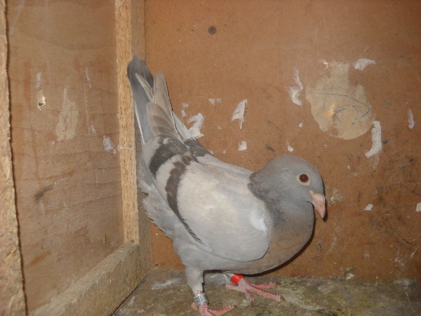  - PORUMBEI VANDUTI 2