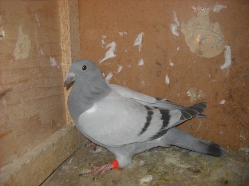  - UNDEVA IN SUCEAVA arhiva