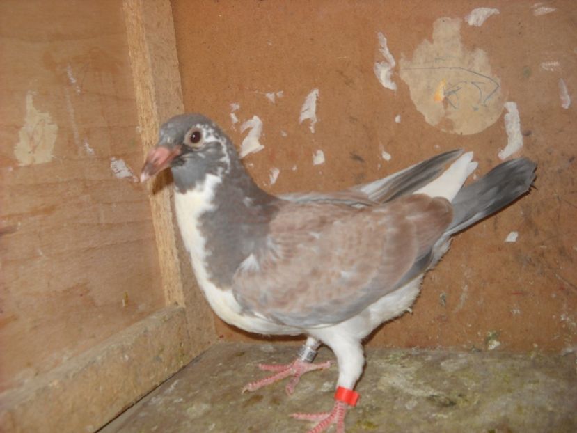  - UNDEVA IN SUCEAVA arhiva