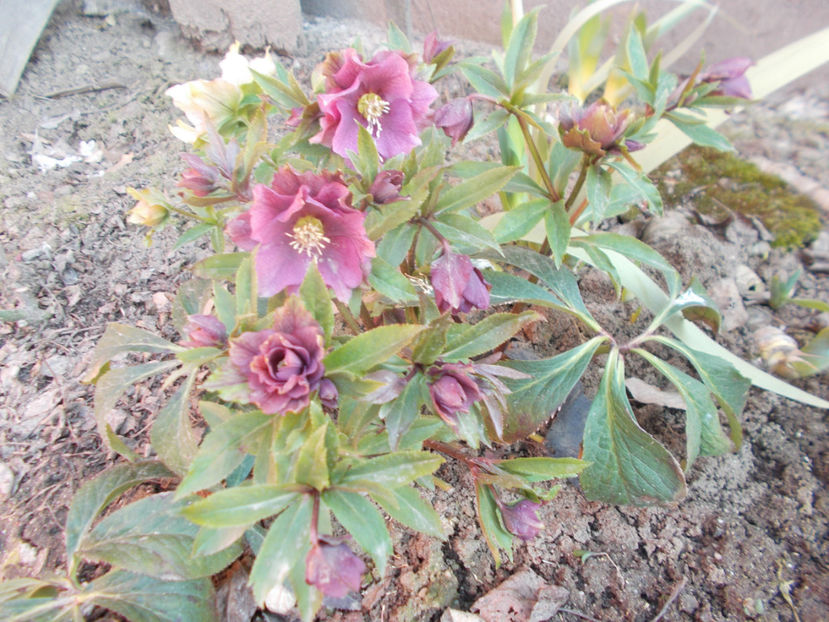 grena cu trei randuri de petale - HELLEBORUS 2020-2021-2022